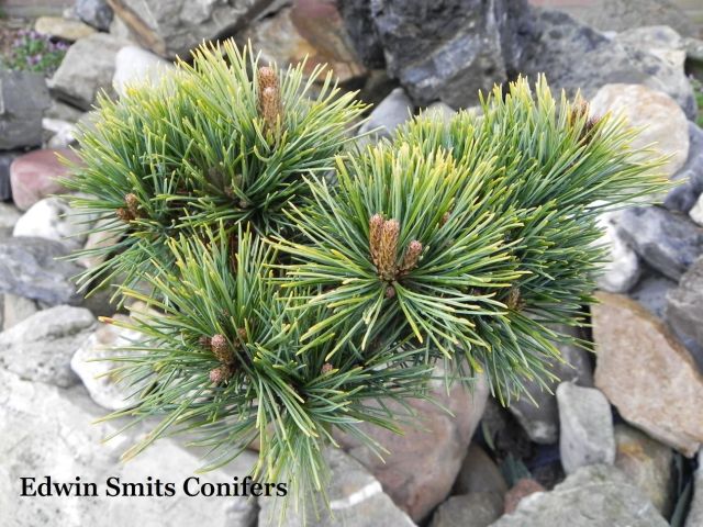Pinus parviflora 'Karen' (FW-7)
